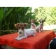 jack russel yavruları kısa bacak
